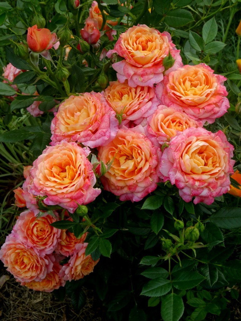 Бриоза (Briosa)