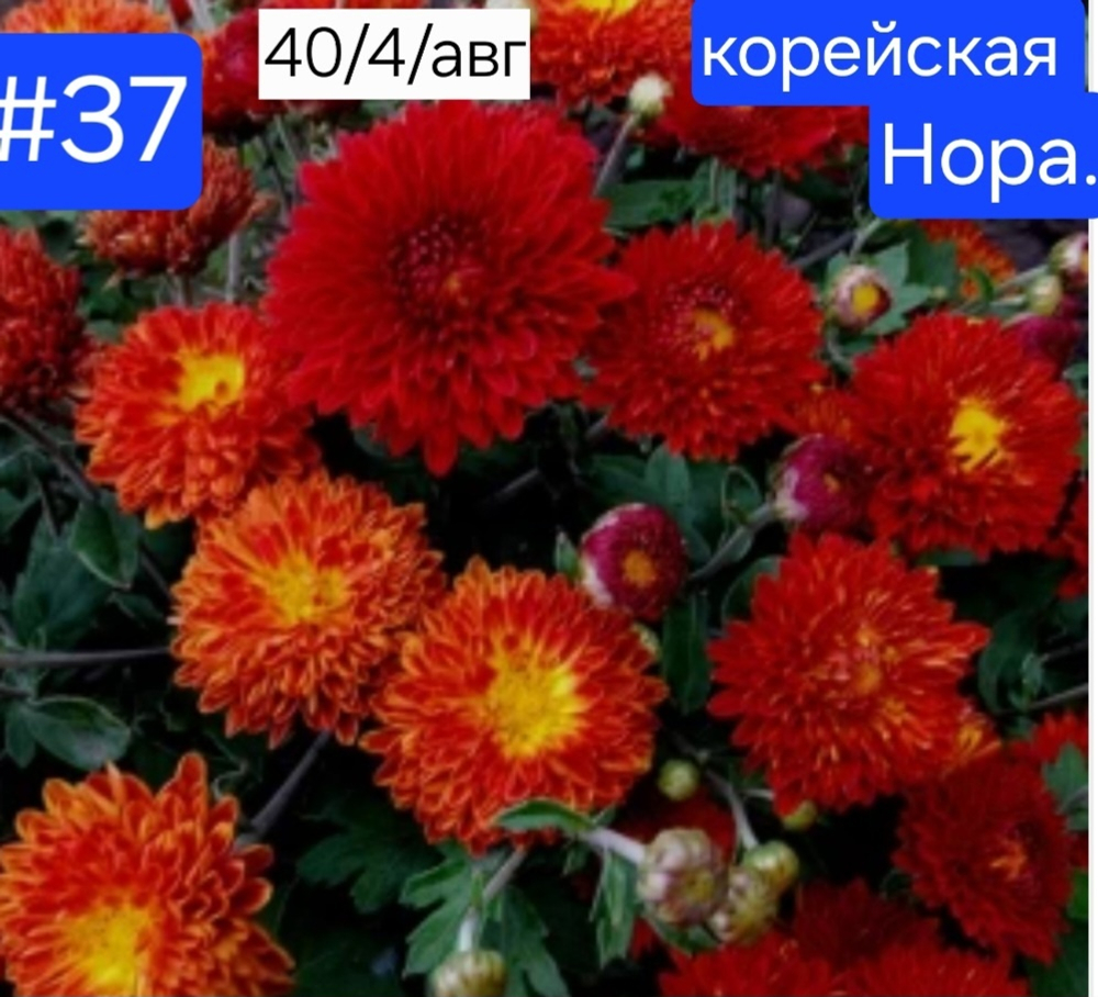 НОРА №37 КОРЕЙСКАЯ ХРИЗАНТЕМА