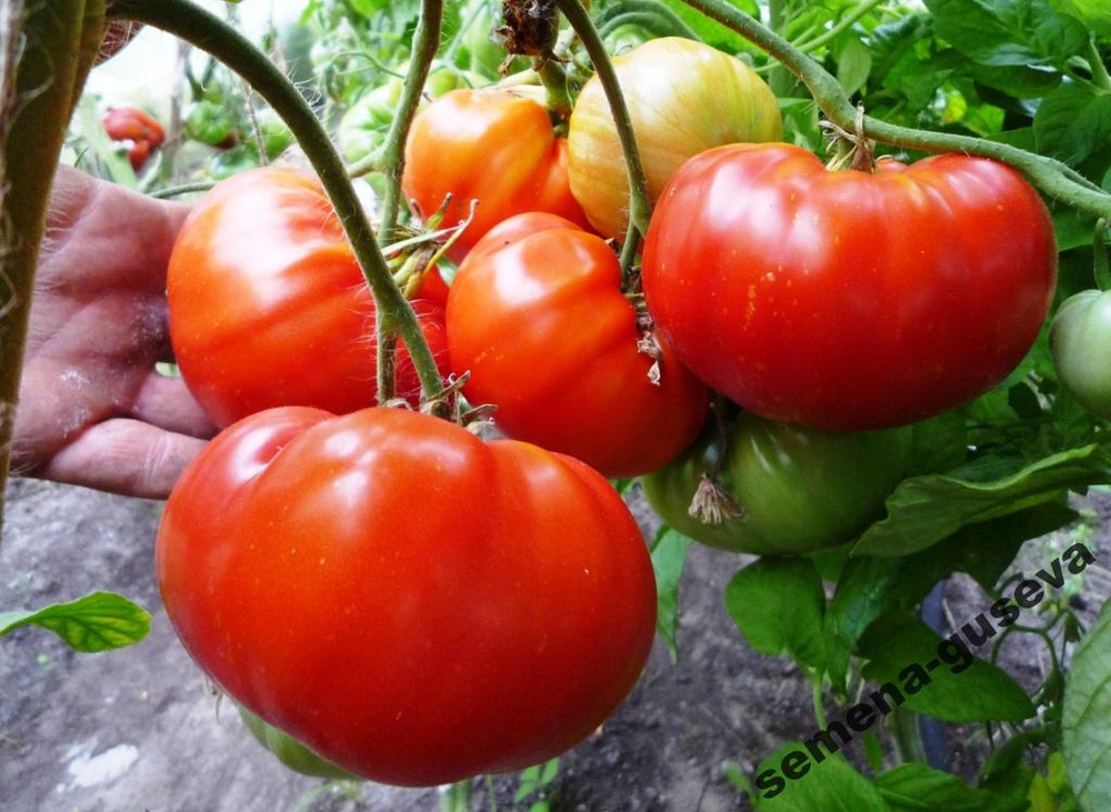 Помидоры Фейерверк