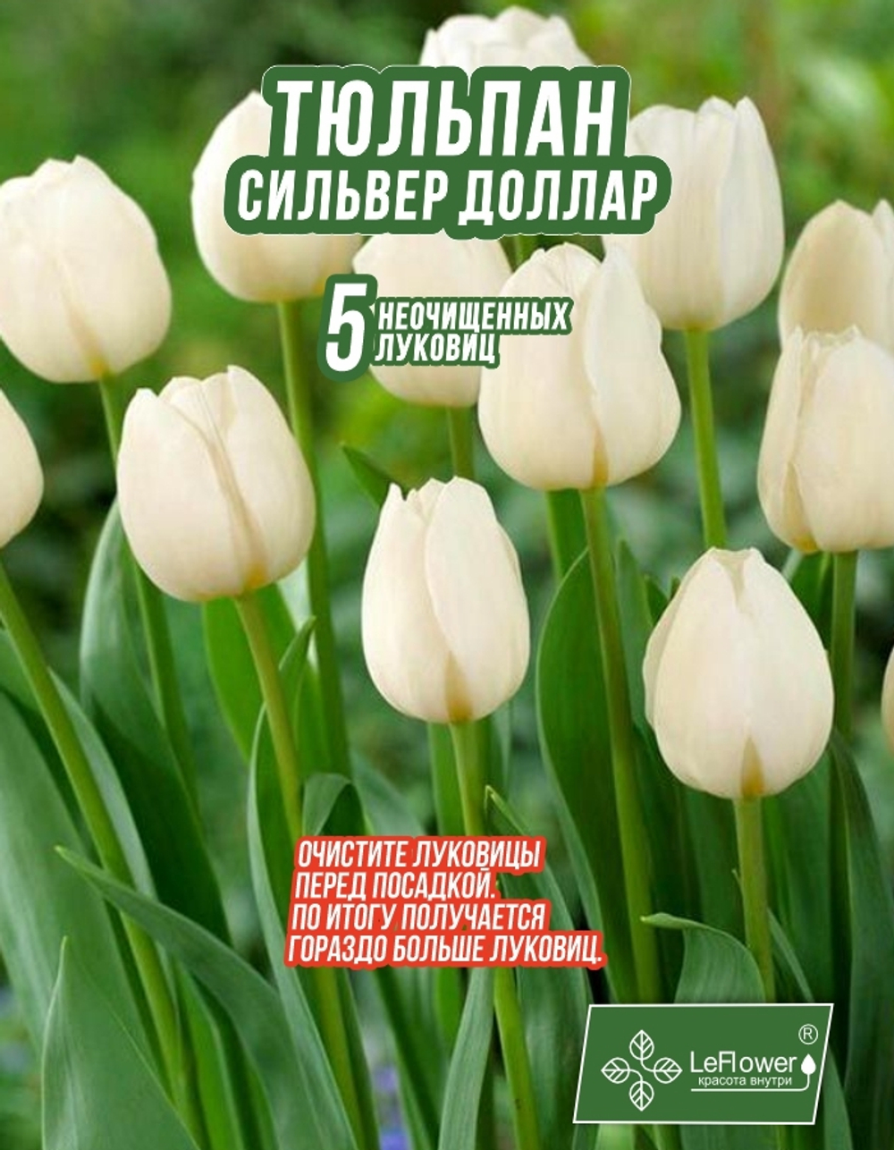 Тюльпан Луковица, Сильвер Доллар, 5+шт
