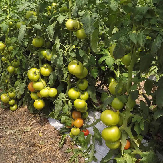 ЭТЕРИ F1 семена томата Seminis отзывы – фото 4