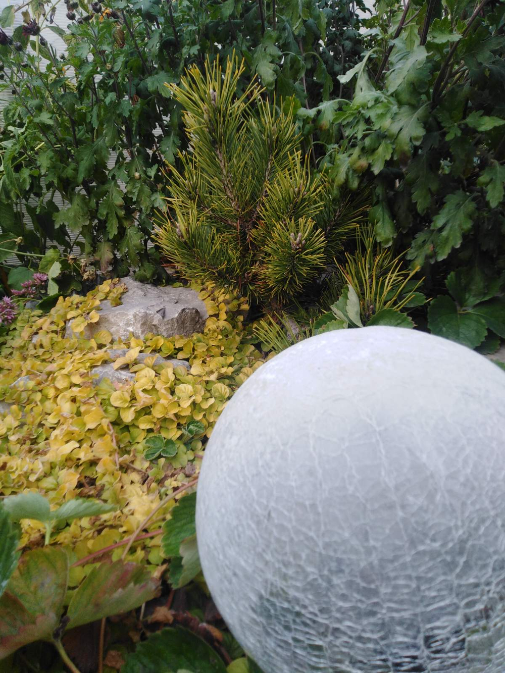 Консультацию по озеленению