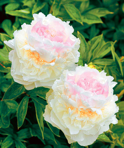 Пион Блаш Квин 3-5 почек Закупка М81 октябрь 2026