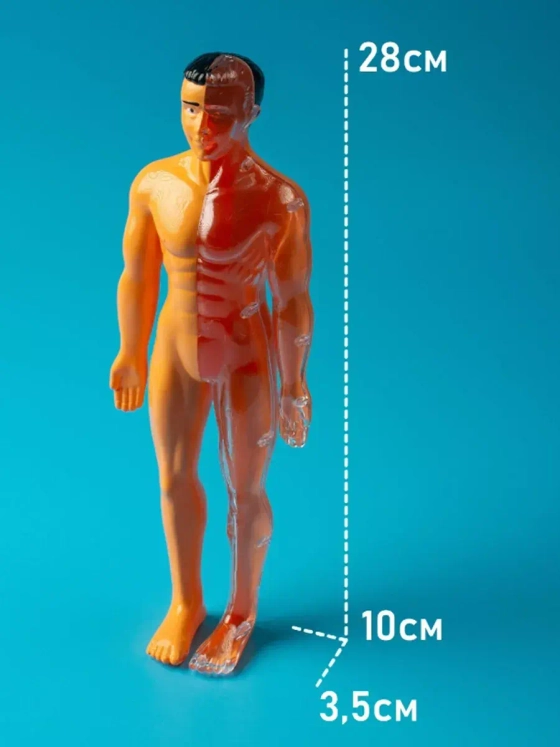 Набор для опытов Строение анатомия человека для детей