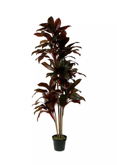 Кордилина кустарниковая 170см