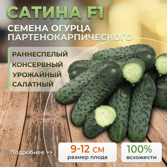САТИНА F1 семена огурца (Nunhems | Alexagro)