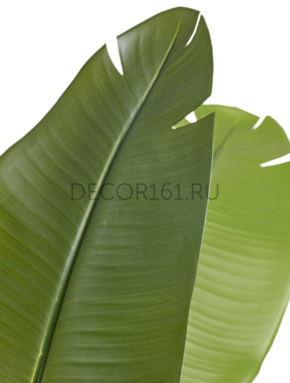 Стрелиция New Style зелёная в-160 см (13 листов)(Sensitive Botanic) c UV-защитой 4/4 10.072435N/UVG