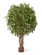 Лонгифолия широколистная Гигантская