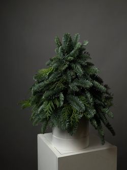 Хвоя в коробке «Ёлка в миниатюре»