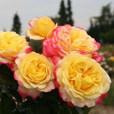 Кордес Юбилей (Kordes' Jubilee)