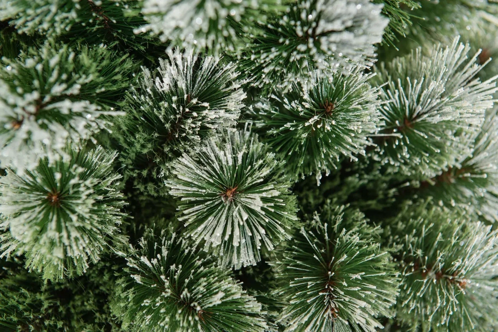 Искусственная сосна Скарлетт с инеем 180 см., Леска, ЕлкиТорг (96180)