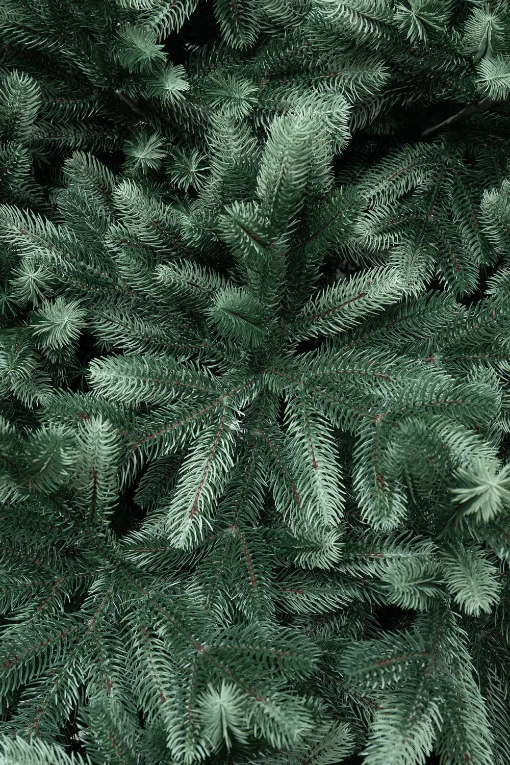 Искусственная ель Царская 3 м., ствольная, интерьерная, 100% Литая хвоя, ЕлкиТорг (194300)