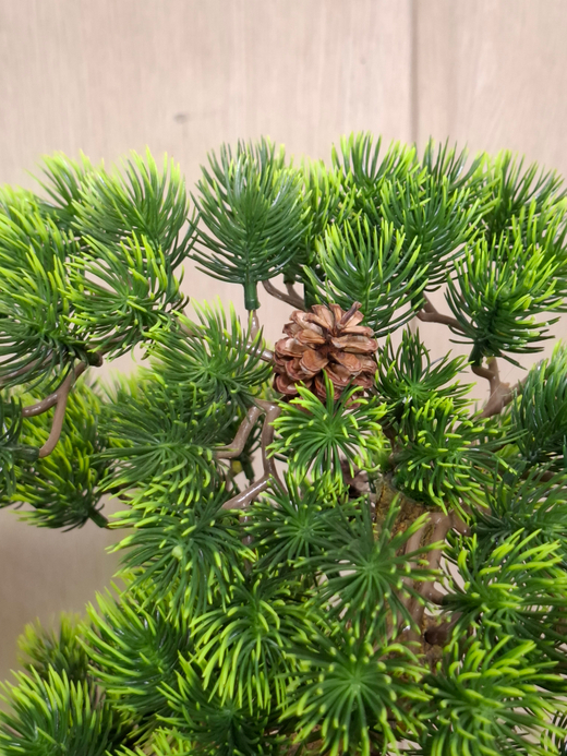 Бонсай Сосна Японская Малая в кашпо