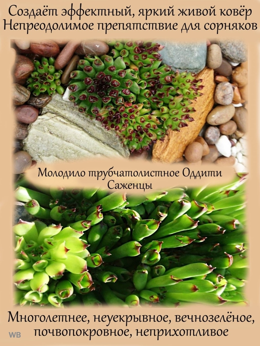 Молодило трубчатолистное Оддити каменная роза
