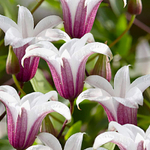 Клематис  Princess Kate( Принцесса Кейт) Стандарт поставки Р9