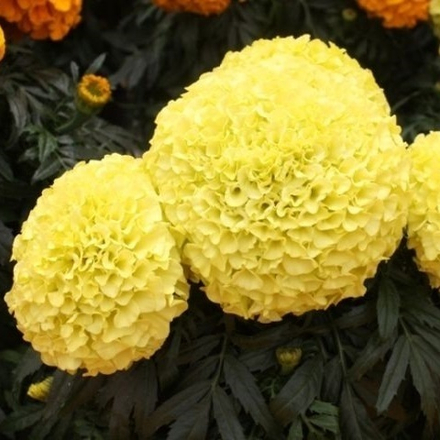 Бархатцы прямостоячие лимонно-жёлтые (6 шт)