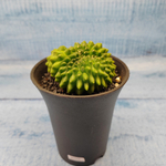 Gymnocalycium Spineless Crested form (Гимнокалициум Кристатный)