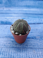 Суккулент Euphorbia Obesa (Эуфорбия)