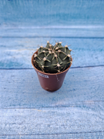 Gymnocalycium Friedrichii (Гимнокалициум)