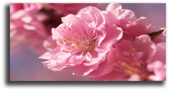 Постер "Нежно-розовый цветок"