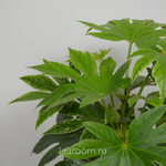 Фатсия японская Вариегата 19/40