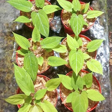 Антуриум PAPILLILAMINUM HYB GOLDEN