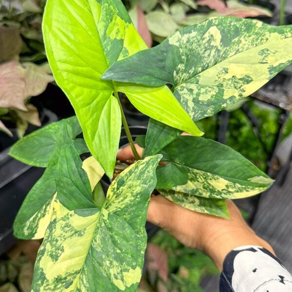 Сингониум AUREA VAR