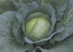 Роял Вантаж F1 семена капусты белокочанной (Sakata / Саката)