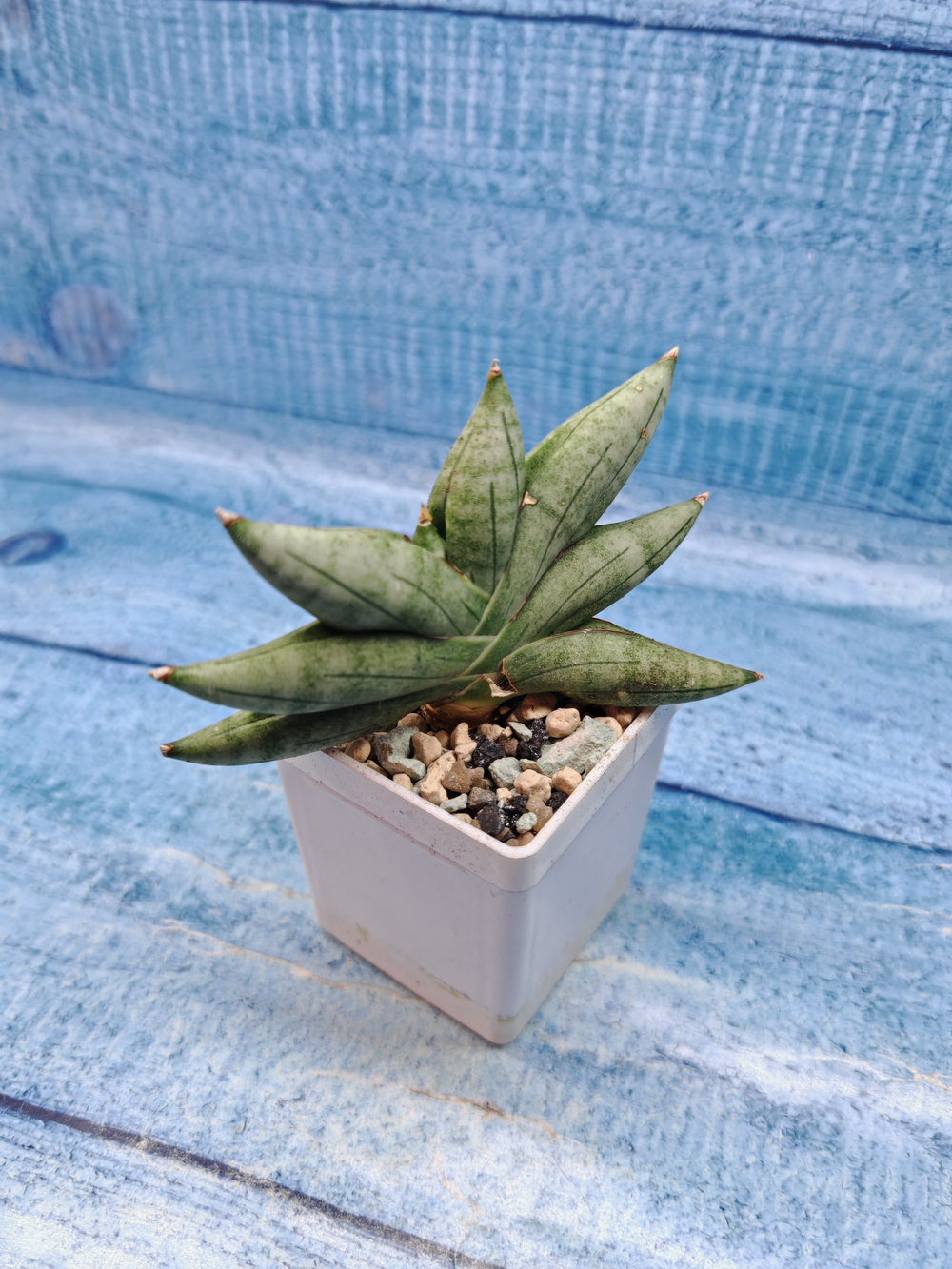 Sansevieria Artistic Fan (Сансевиерия)