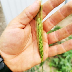 Древнейшая Изначальная Беотийская Пшеница - Triticum Boeoticum
