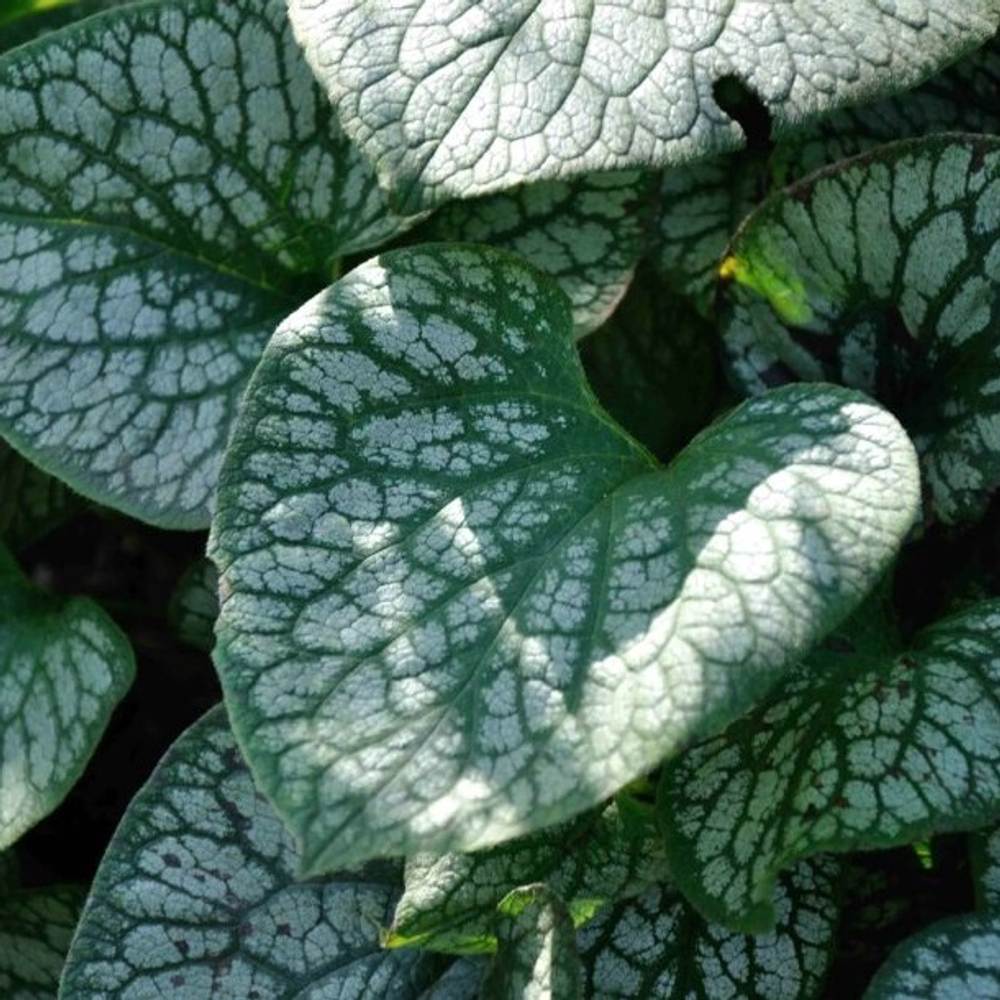 Бруннера крупнолистная "Jack Frost". Brunnera macrophylla "Jack Frost".