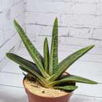 Gasteria Little Warty (Гастерия)