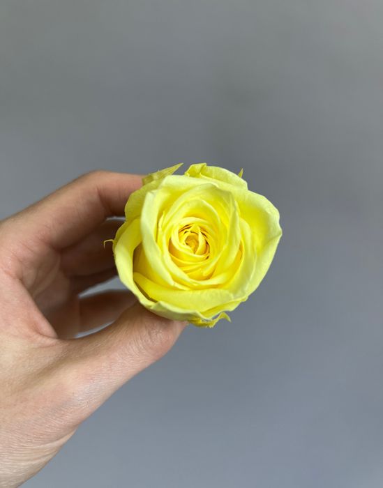Роза классическая желтая d=4-5 см (упак 8 шт)