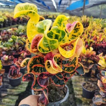 Кротон SOM RUEDEE