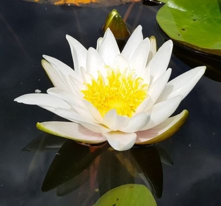 Водные растения