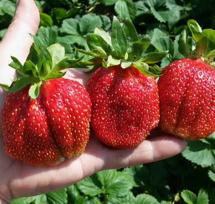 Земляника крупноплодная Гигантелла Максим