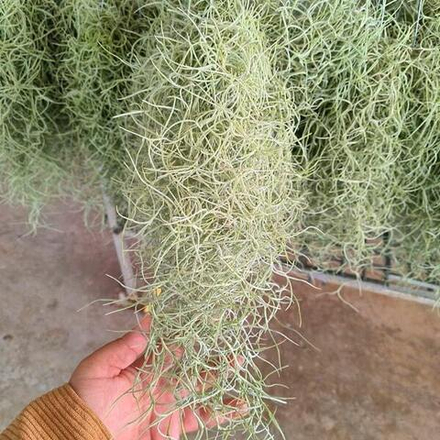 Тилландсия usneoides R