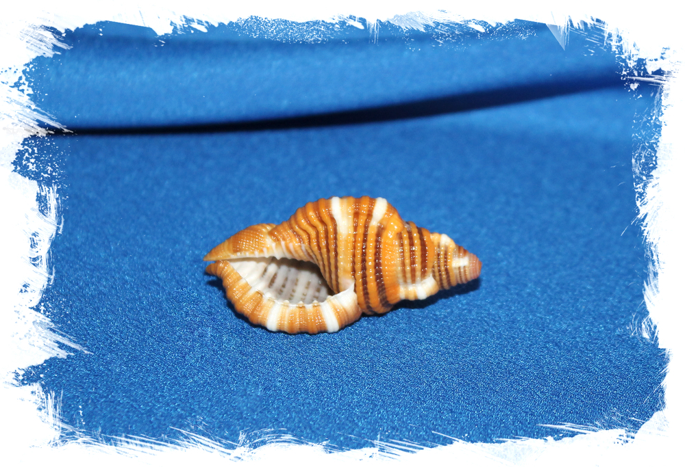 Septa hepatica, Cymatium Hepaticum