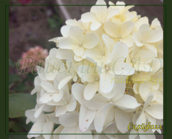 Гортензия метельчатая Скайфолл - Небесное Падение (Hydrangea paniculata `Skyfall`)