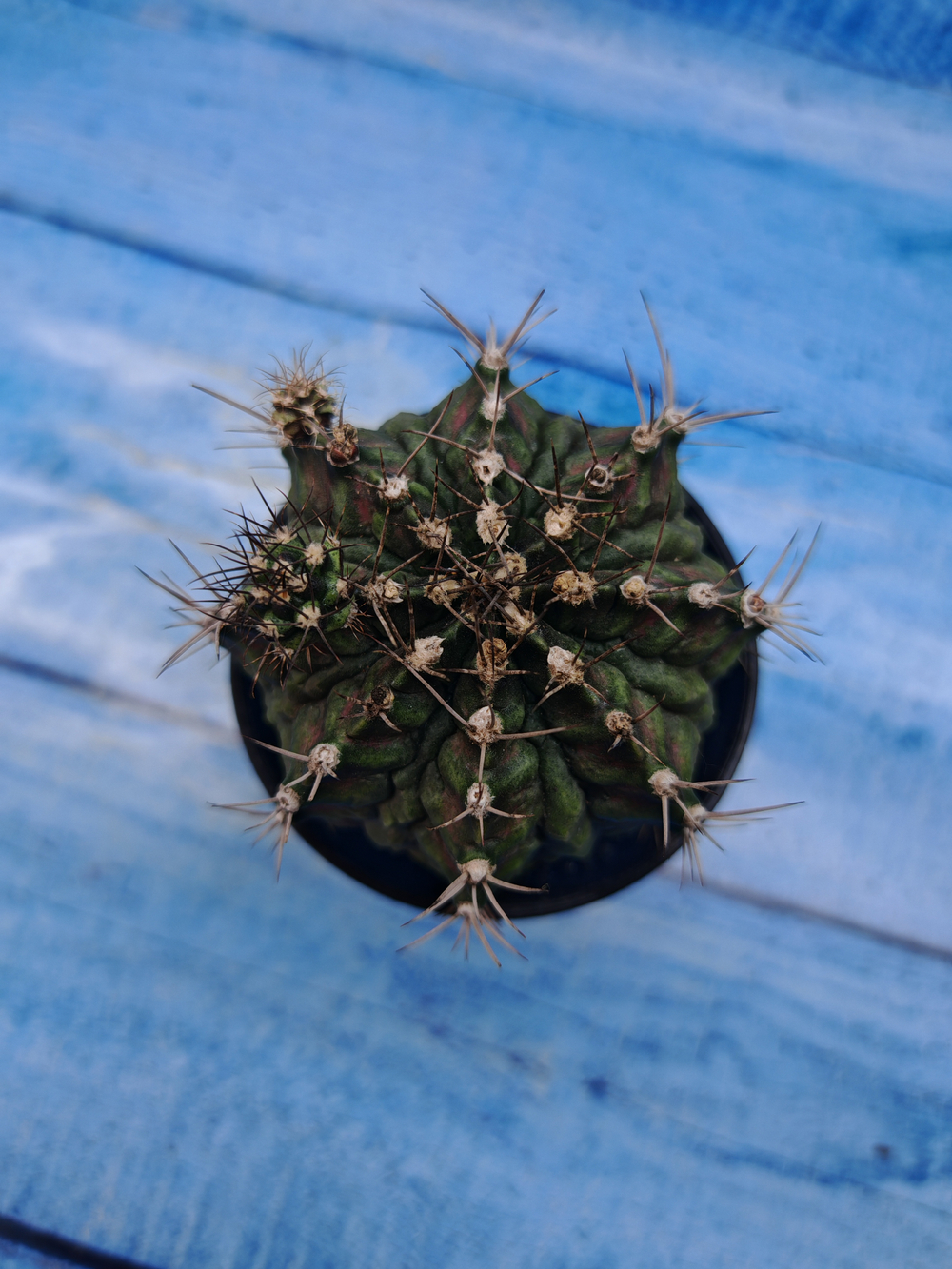 Gymnocalycium T-Rex Pink hybrid (Гимнокалициум T-rex)