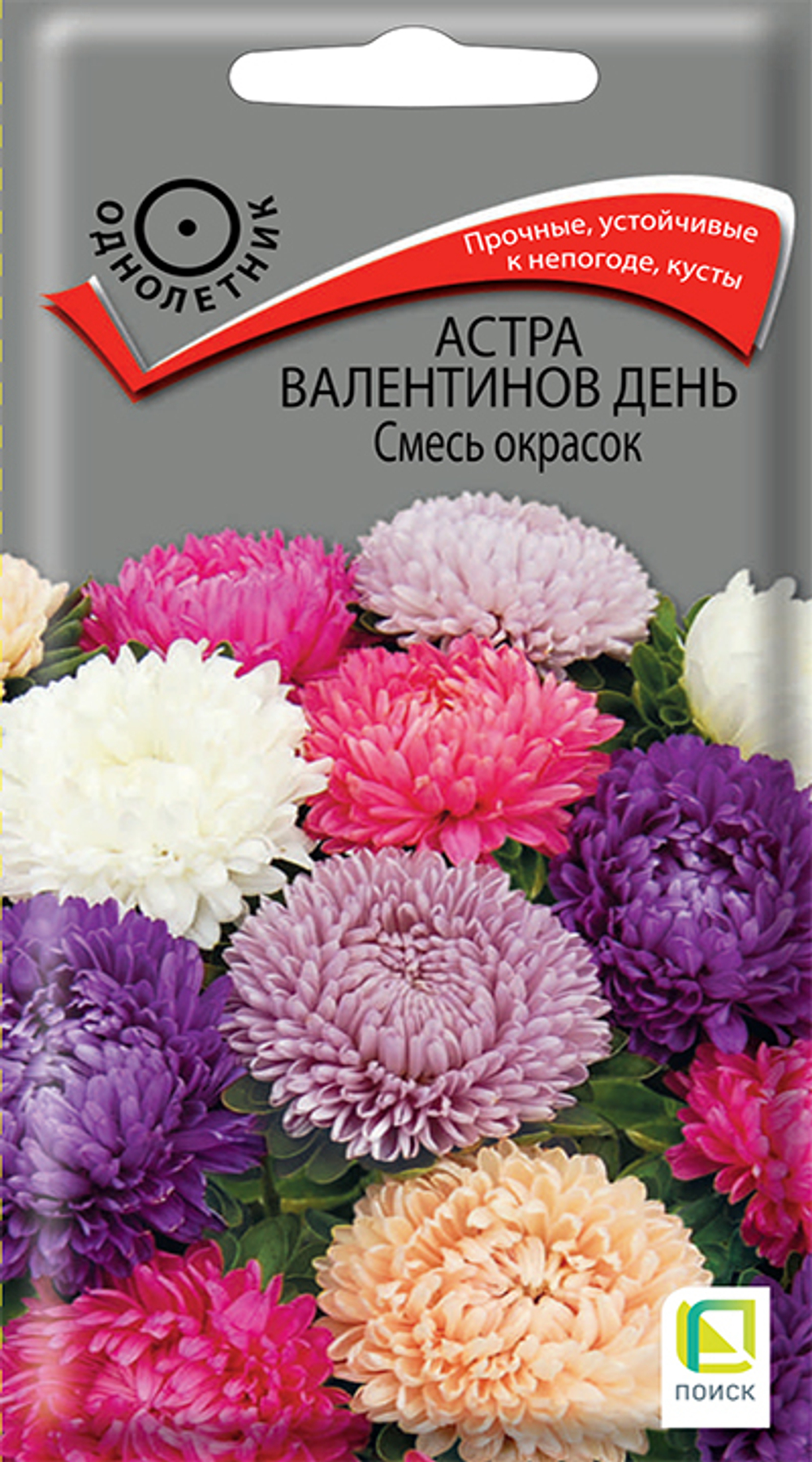 Астра Валентинов день Смесь окрасок