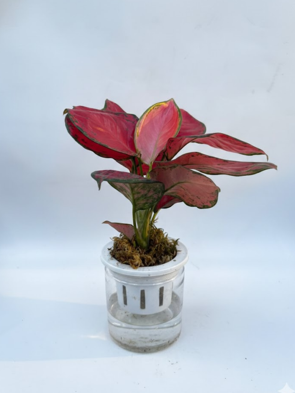 Аглаонема Auspicious д.11 горшок с автополивом