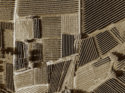 Дизайнерские обои Wall Street Bird see