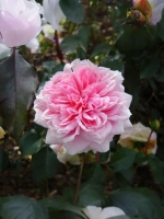 Роза шраб Курфюрстин Софи