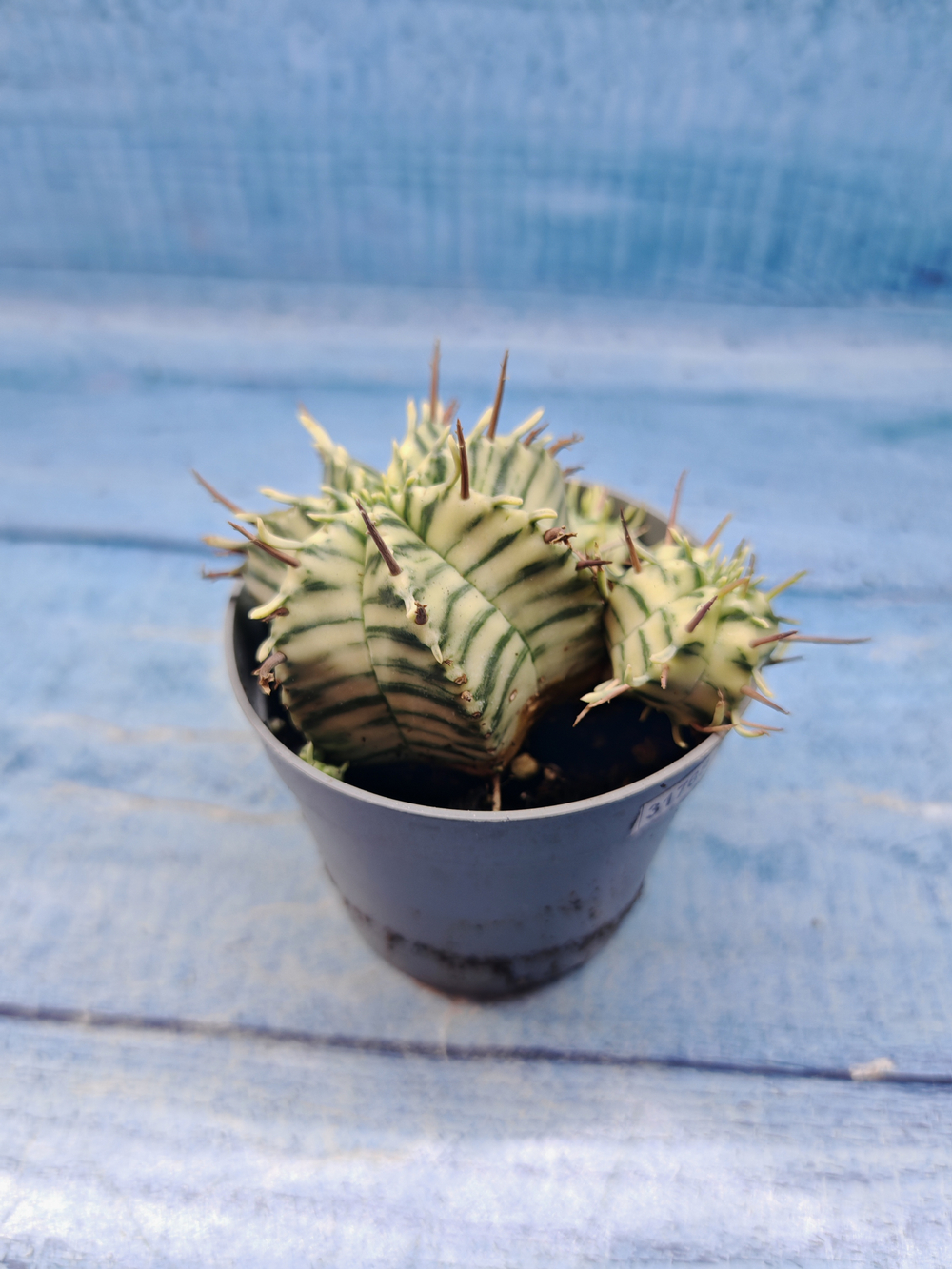 Euphorbia meloformis f. Variegated (Эуфорбия вариегатная)