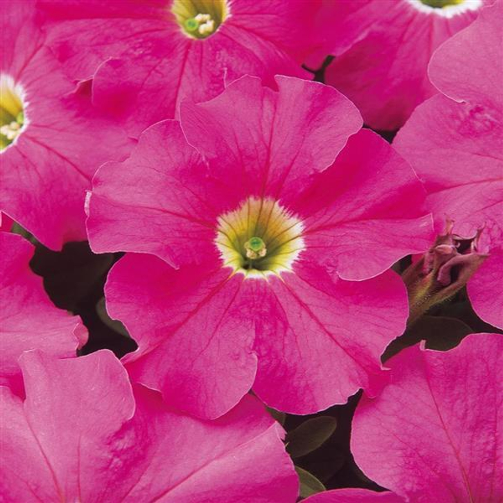 Петуния грандифлора Дримс Пинк (100др) Витагрин Профи