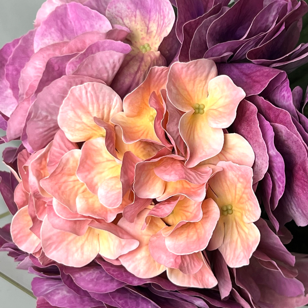 Калла белая