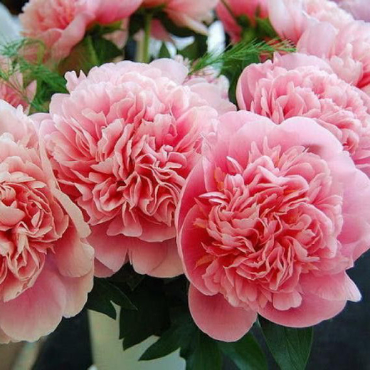 Пион Этчед Салмон Закупка М81 октябрь 2026