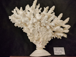 Коралл белый "Акропора""230-235мм" на Фимбрии