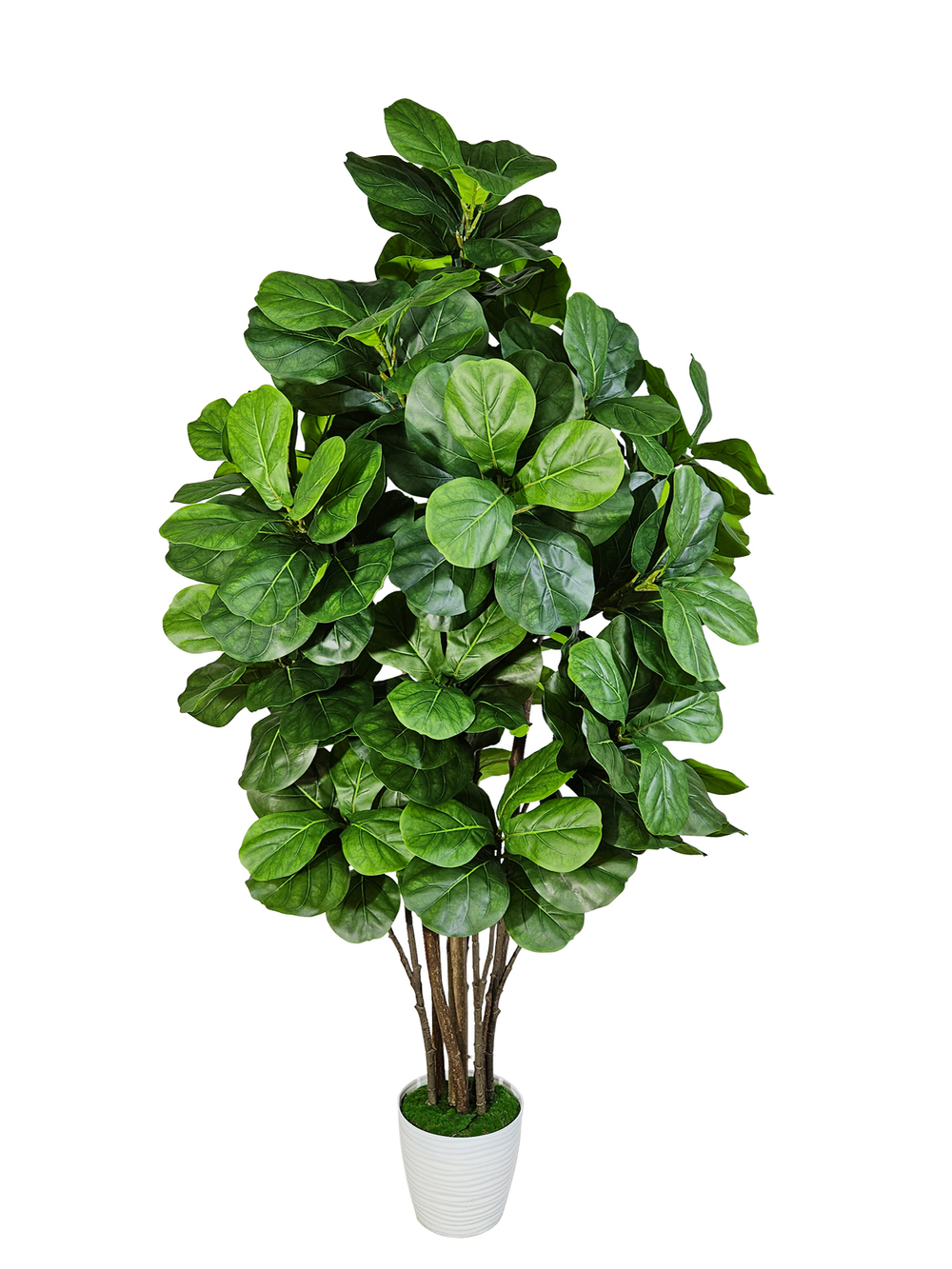 Фикус Лирата Робуста 160см в кашпо